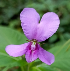 Impatiens macrocarpa
