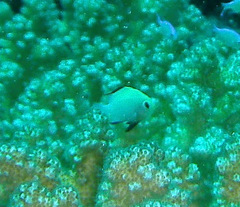 Dascyllus marginatus