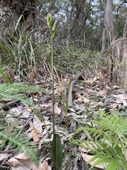 Cryptostylis subulata