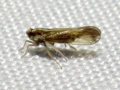 Tagosodes orizicolus