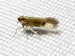 Tagosodes orizicolus