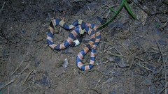 Oxyrhopus petolarius