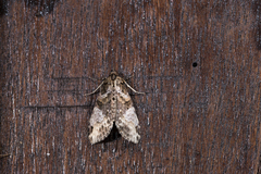 Sigmuncus albigrisea