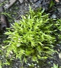 Didymodon