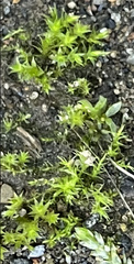 Didymodon