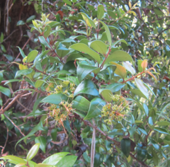 Metrosideros fulgens