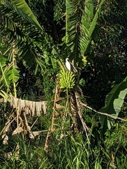Musa × paradisiaca