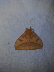 Automeris jucunda