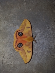 Automeris jucunda