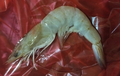 Penaeus
