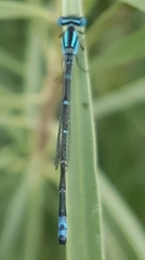Austroagrion watsoni