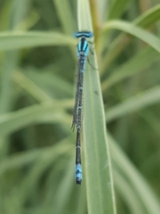 Austroagrion watsoni