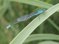 Austroagrion watsoni