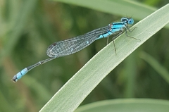 Austroagrion watsoni