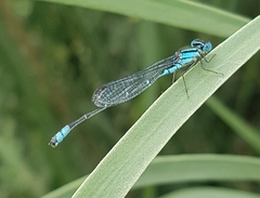 Austroagrion watsoni