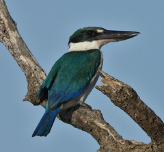 Todiramphus sordidus