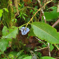 Palicourea pilosa