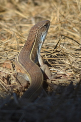 Gerrhosaurus nigrolineatus