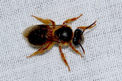 Reepenia bituberculata