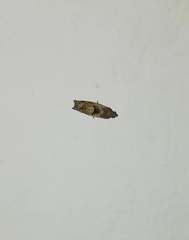Lepidoptera