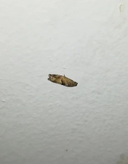 Lepidoptera