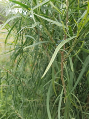 Austroagrion watsoni