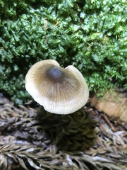 Bolbitius reticulatus