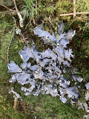Peltigera neopolydactyla