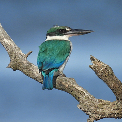 Todiramphus sordidus