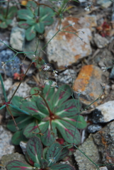Acanthoscyphus parishii parishii