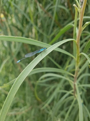 Austroagrion watsoni