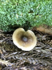 Bolbitius reticulatus