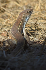 Gerrhosaurus nigrolineatus