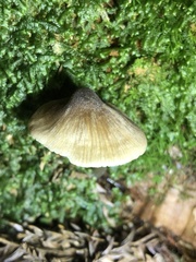 Bolbitius reticulatus