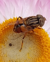 Eristalinus punctulatus