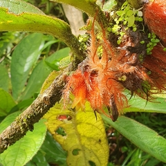 Columnea purpurata