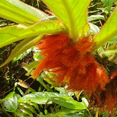 Columnea purpurata