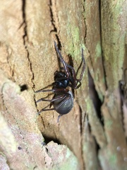 Spinirta