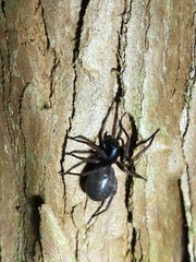 Spinirta