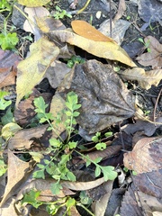 Hydrogonium bolleanum