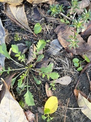 Hydrogonium bolleanum