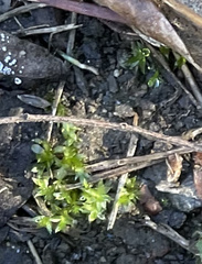 Hydrogonium bolleanum