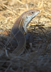Gerrhosaurus nigrolineatus