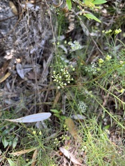Platysace linearifolia