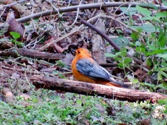 Cossypha natalensis natalensis