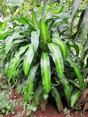 Dracaena fragrans