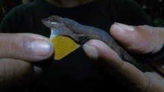 Anolis oxylophus