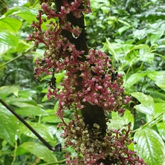 Urera baccifera