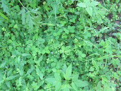 Potentilla centigrana