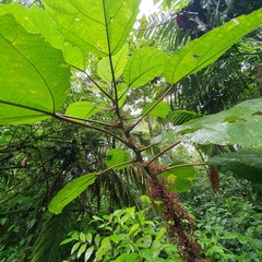 Urera baccifera